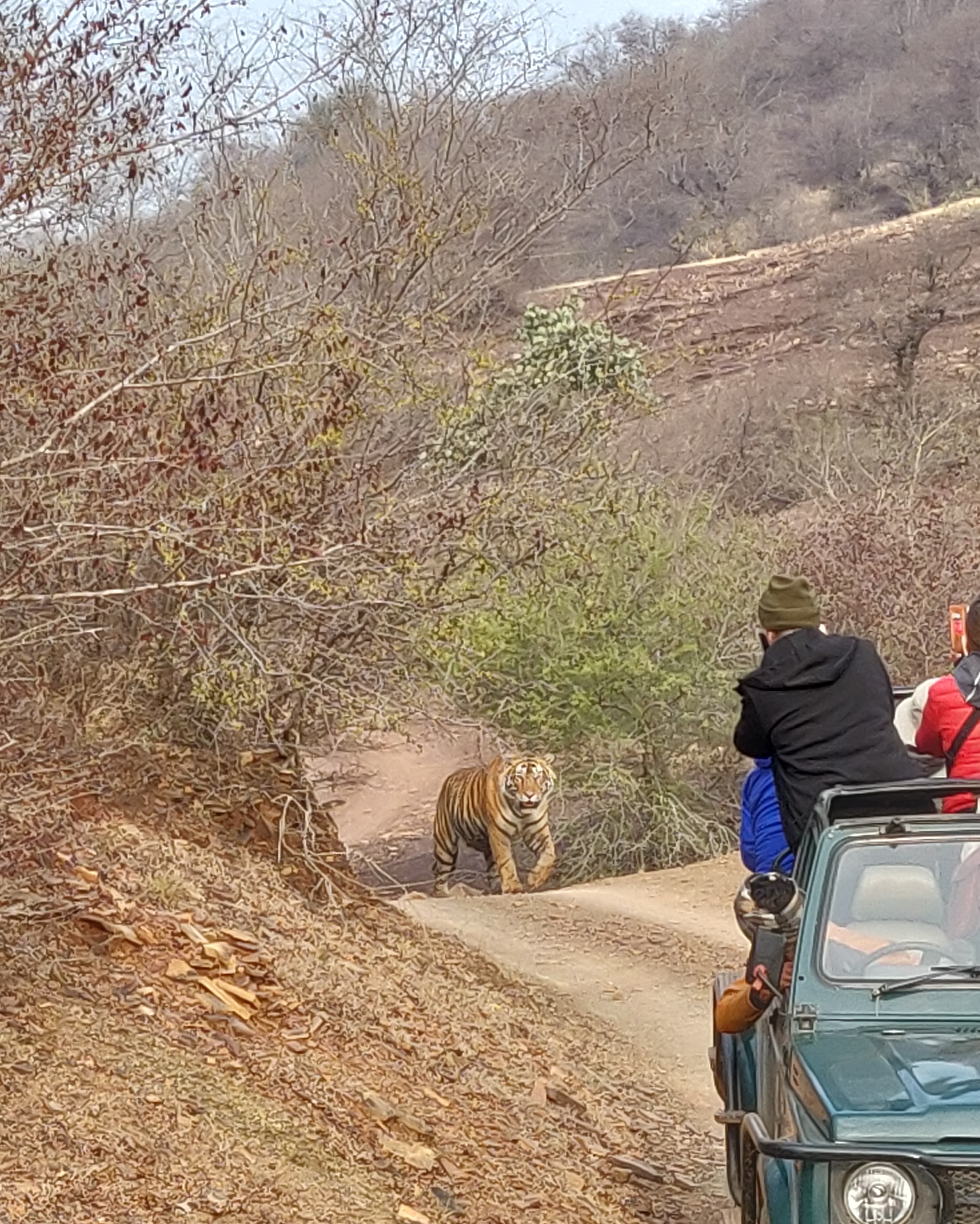 How to spot a tiger in Ranthambore
