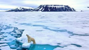 Polar bear in North pole