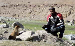marmots in ladakh