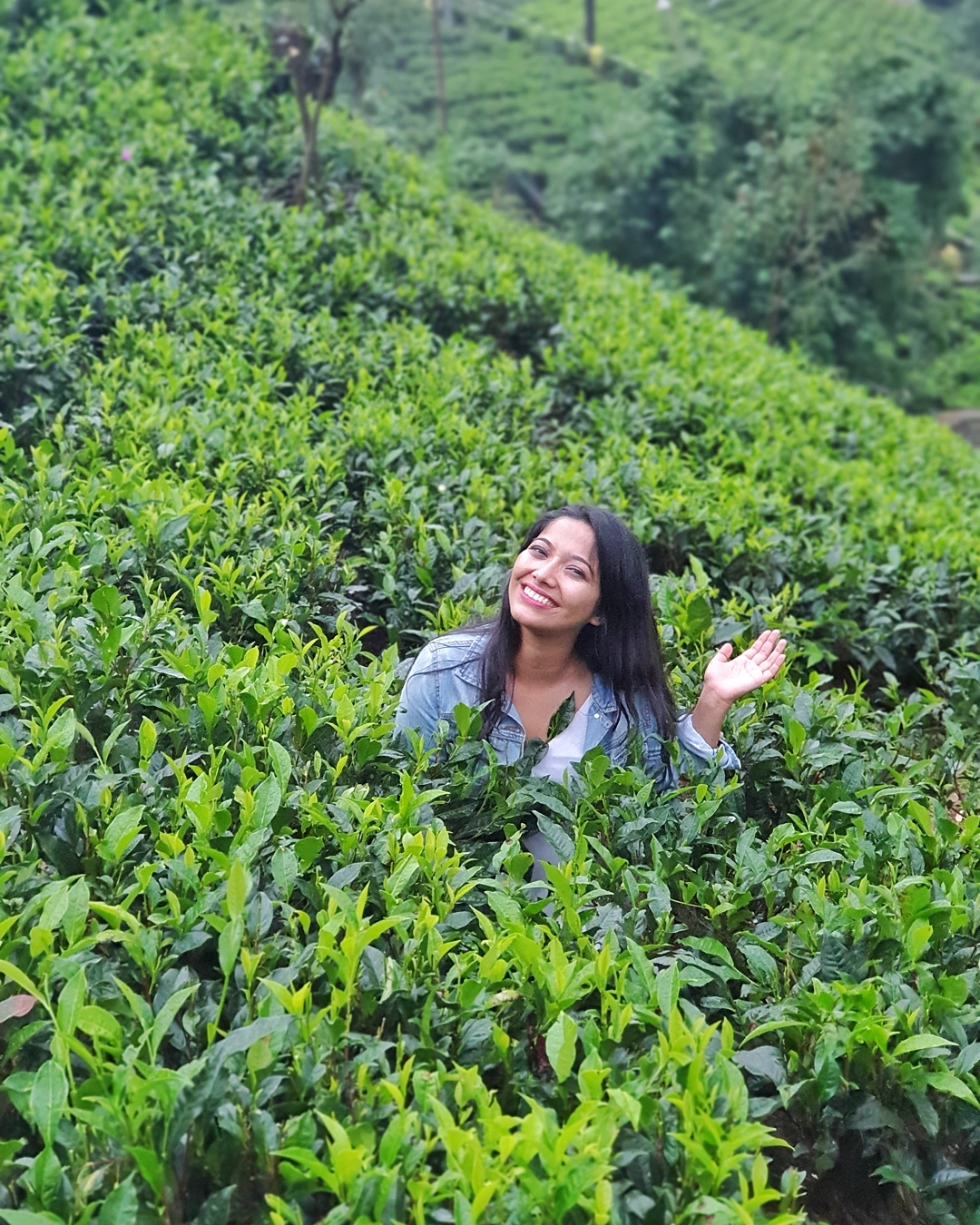 tea gardens of Nuwara Eliya