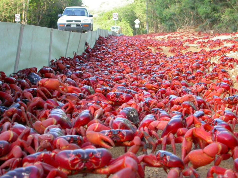 pavement built for red crabs' migration