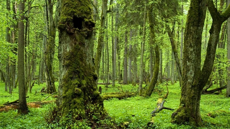 Bialowieza Forest 