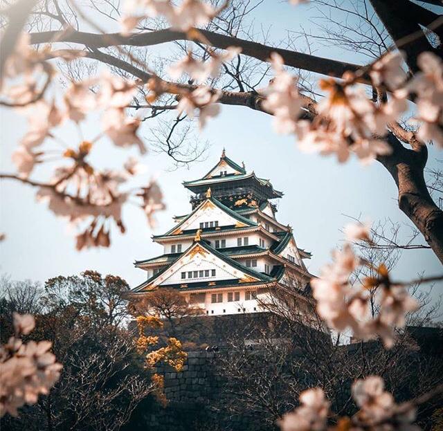 Cherry Blossom at Hirosaki Castle 