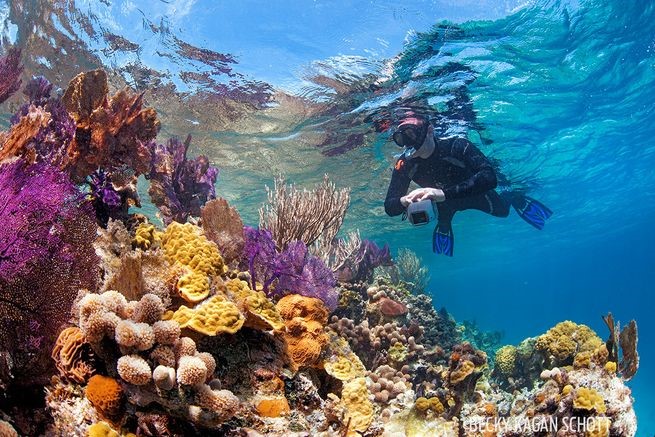 Top 10 diving sites 