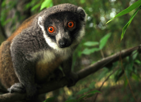 Mongoose Lemur 