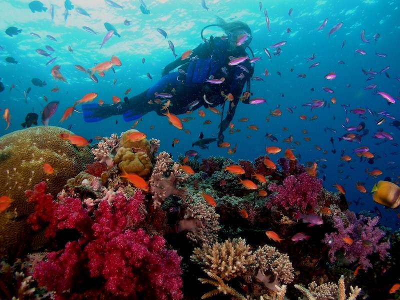 Diving in fiji 