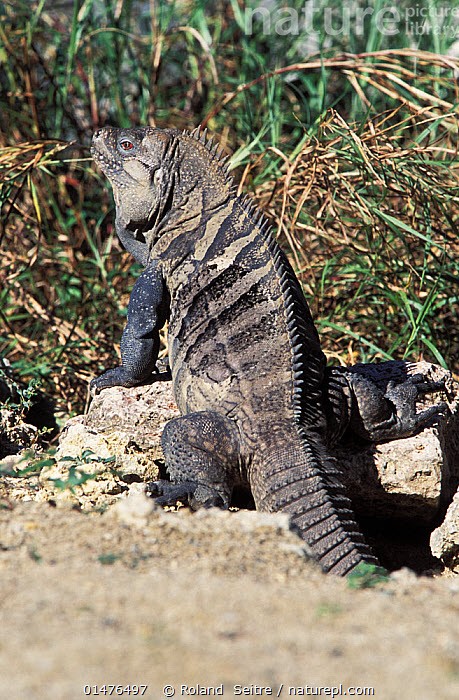 rhinoceros iguana 