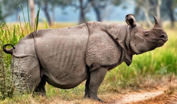  Javan rhinoceros