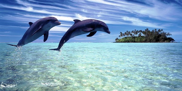 dolphin watching in maldives 