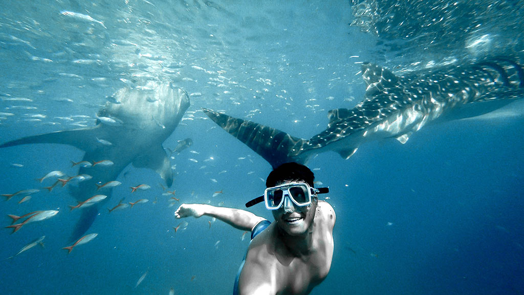 Whale sharks in djibouti 