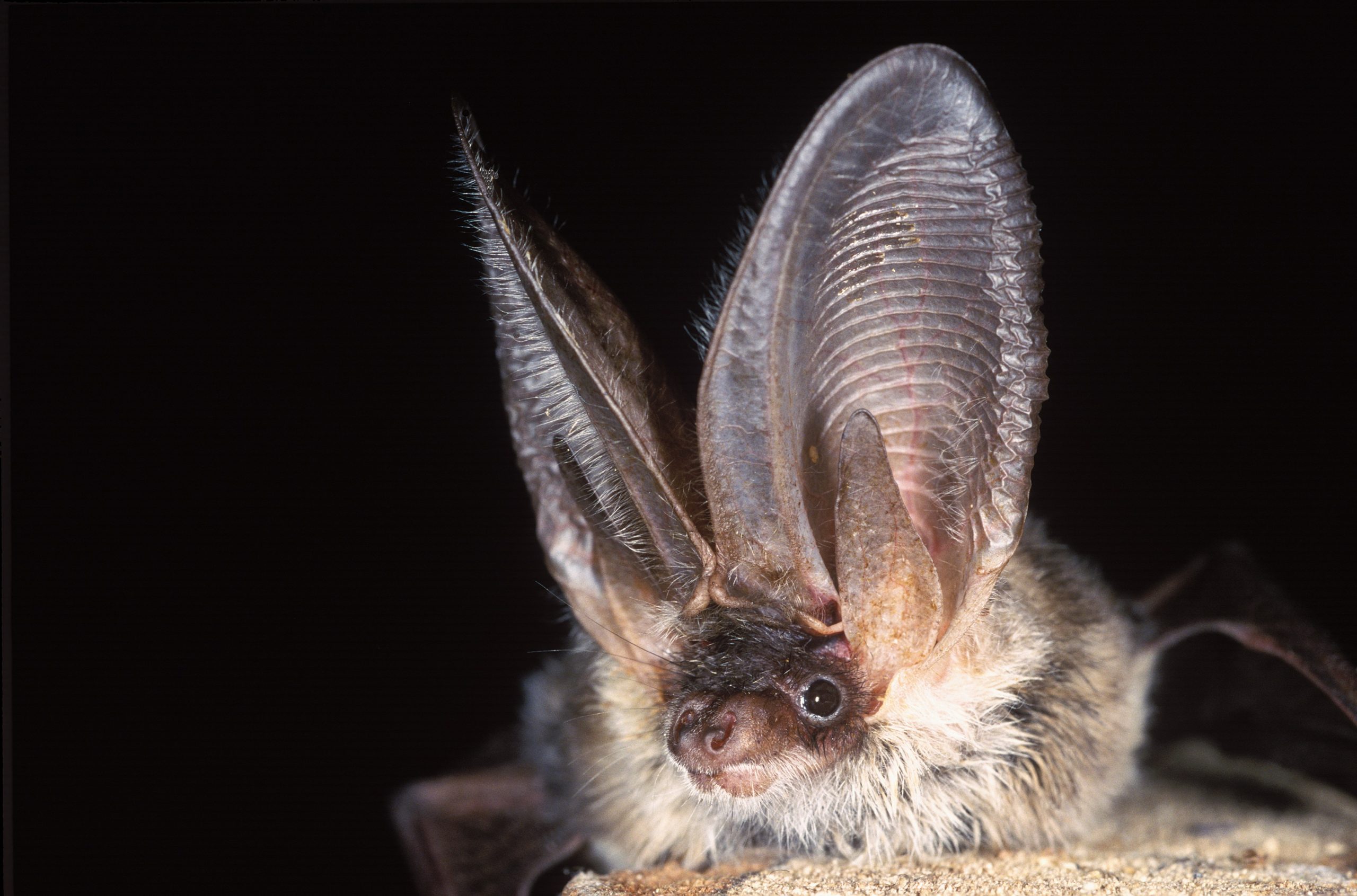  long-eared bat