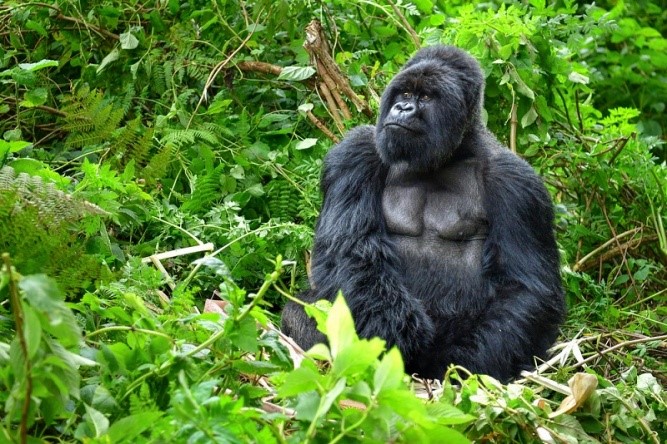 mountain gorillas in uganda 