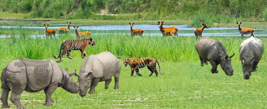 6)Chitwan National Park 