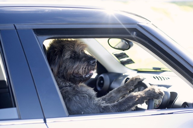 driving lessons to dogs