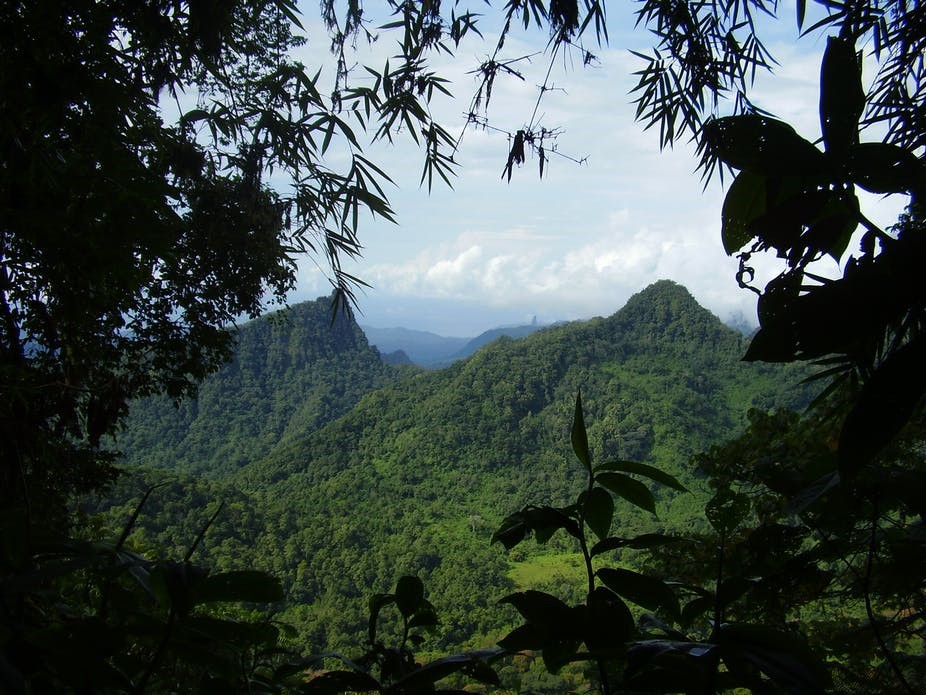 rainforests in sao tome 