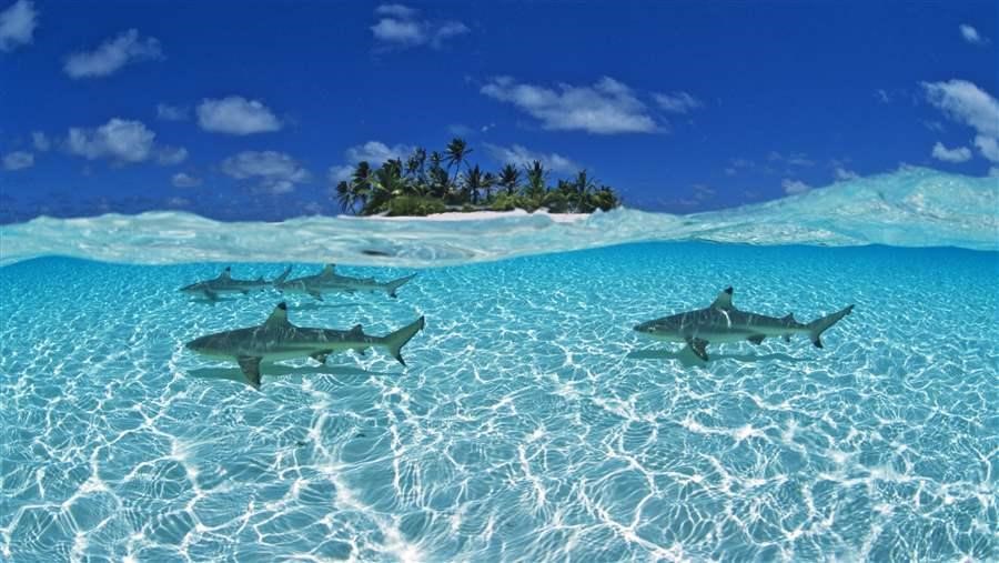 shark in Palau