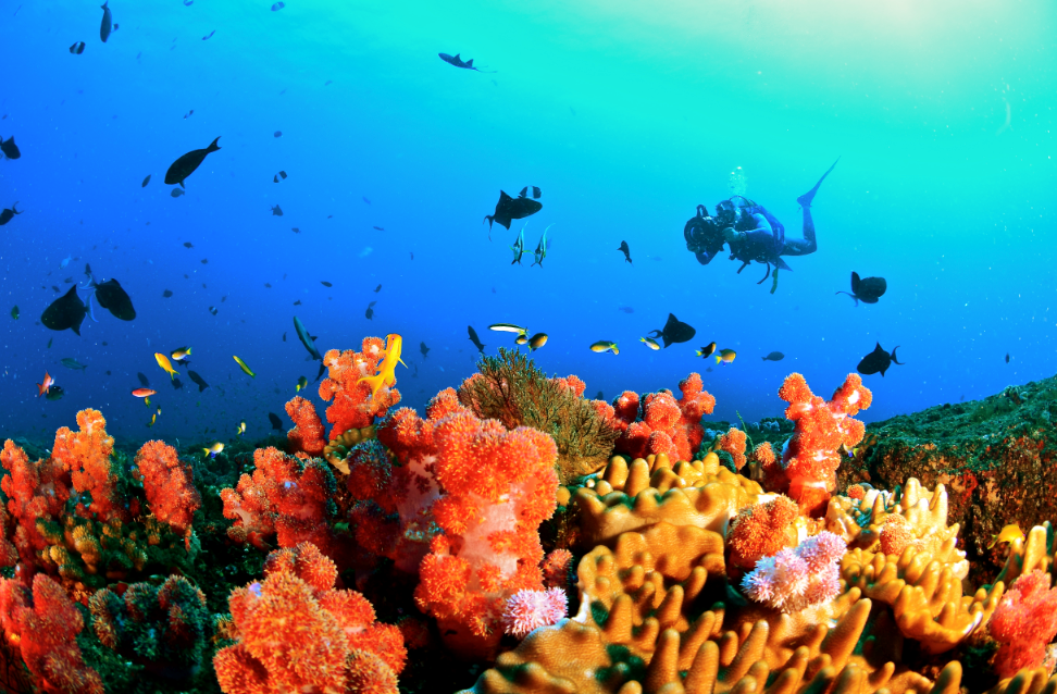 coral reefs in Mozambique