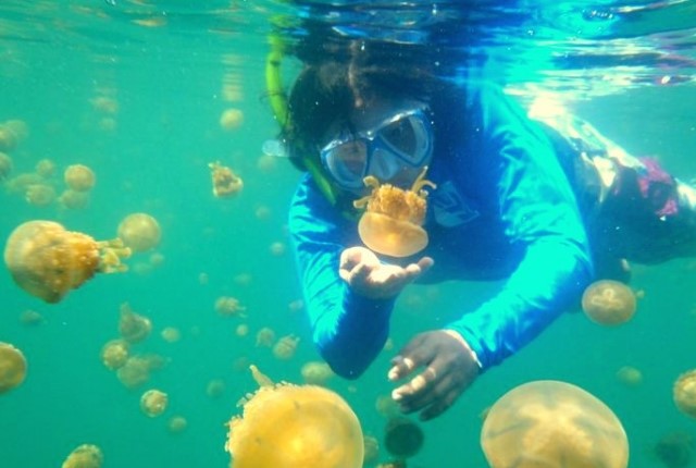 jellyfish lake 