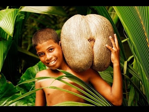 largest seed in the world
