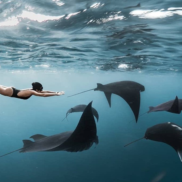 swimming with manta rays 