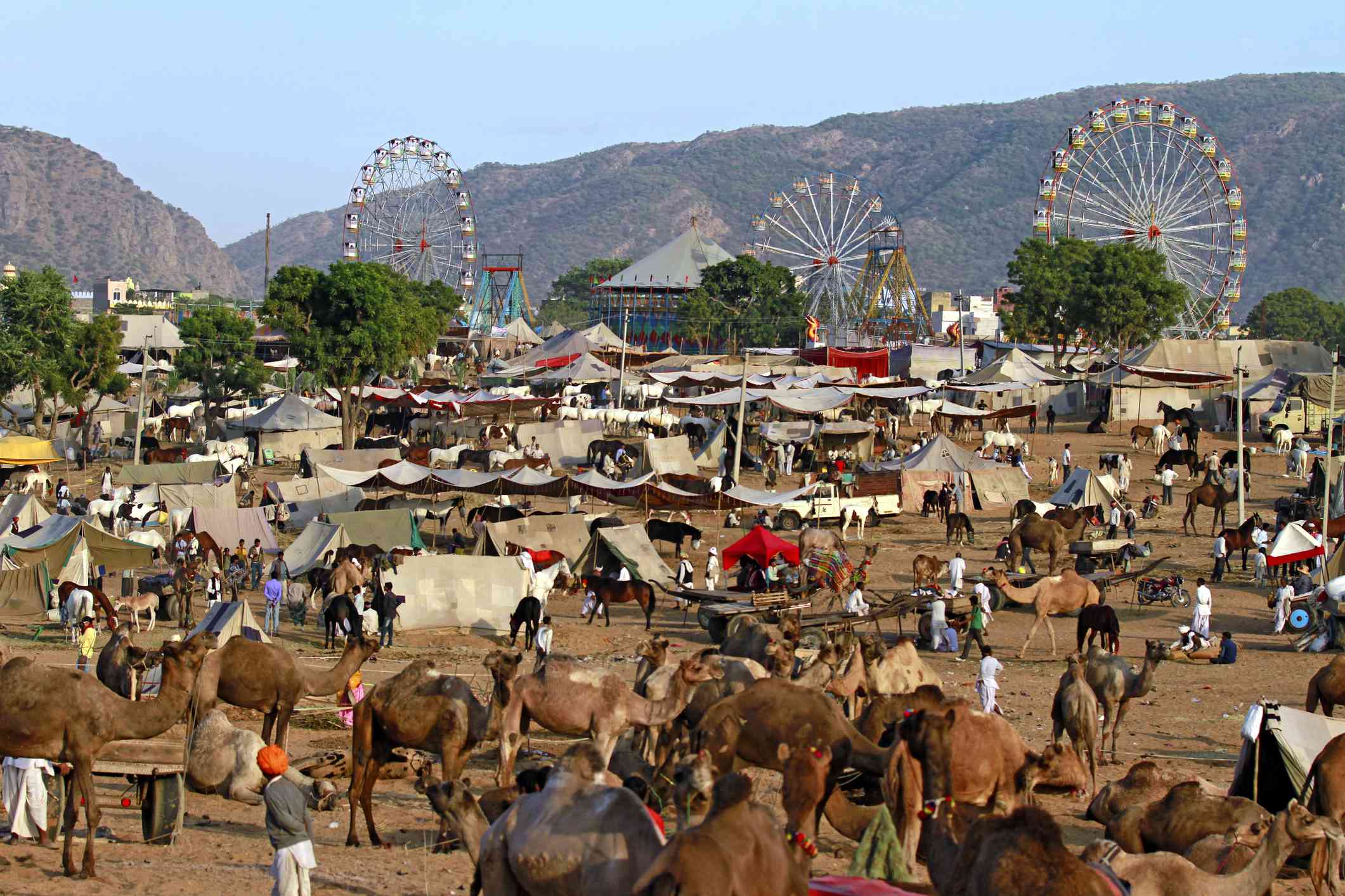 Pushkar Camel festival,