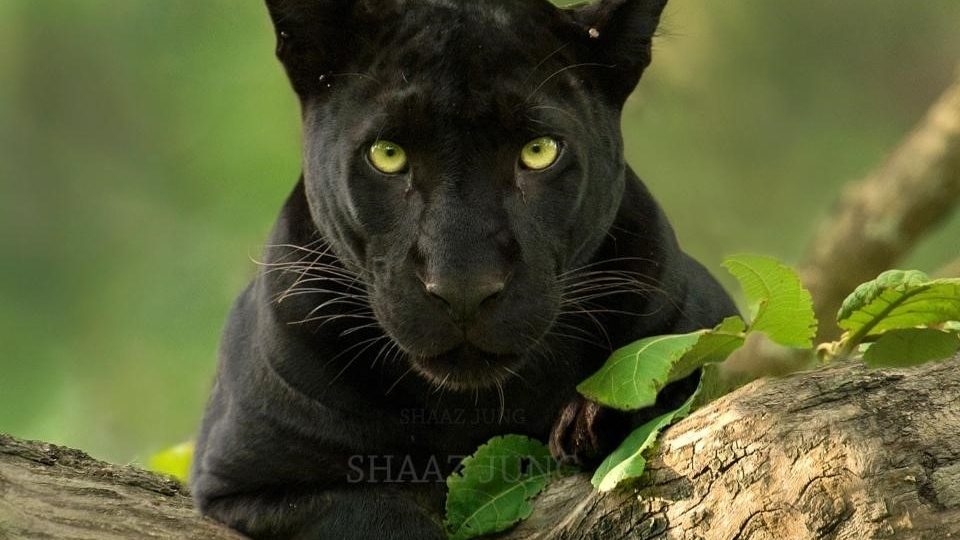 black panther pictures of kabini