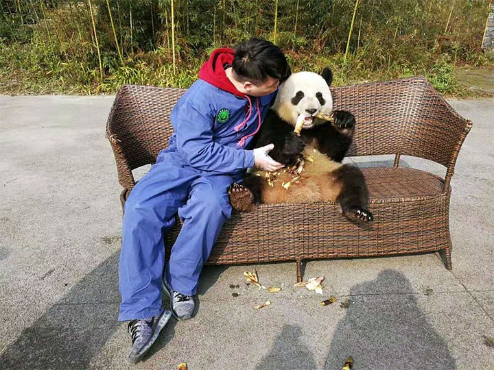 Dujiangyan Panda Base, Dujiangyan, China
