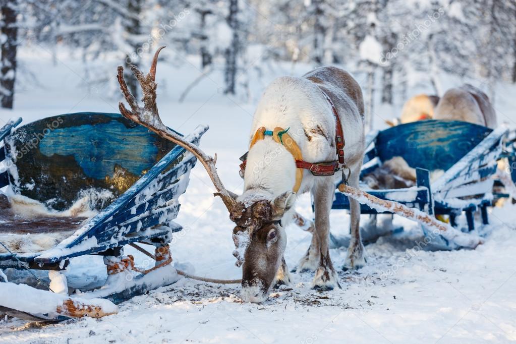 reindeer safari in lapland 