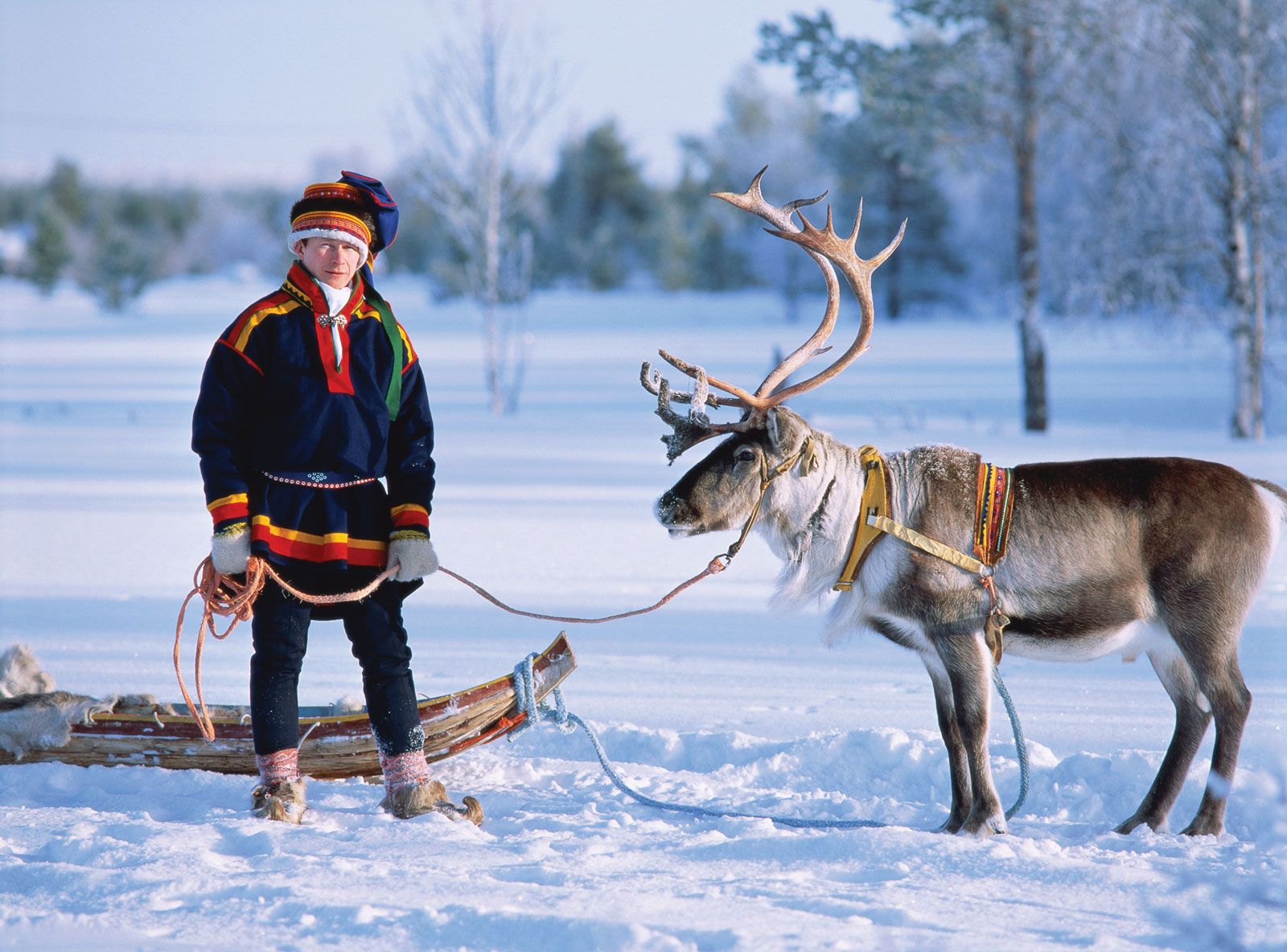 how to book a reindeer safari in lapland 
