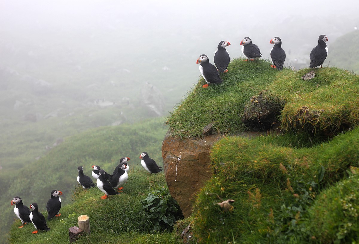 Puffin Colony in Mykines Island