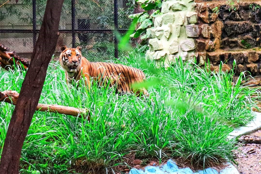 mysore zoo 