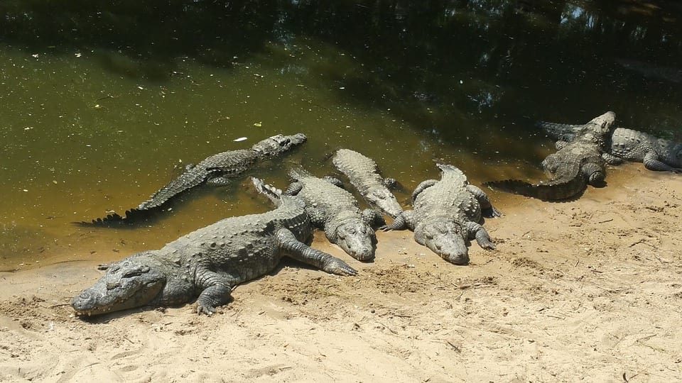 crocodile infested rivers