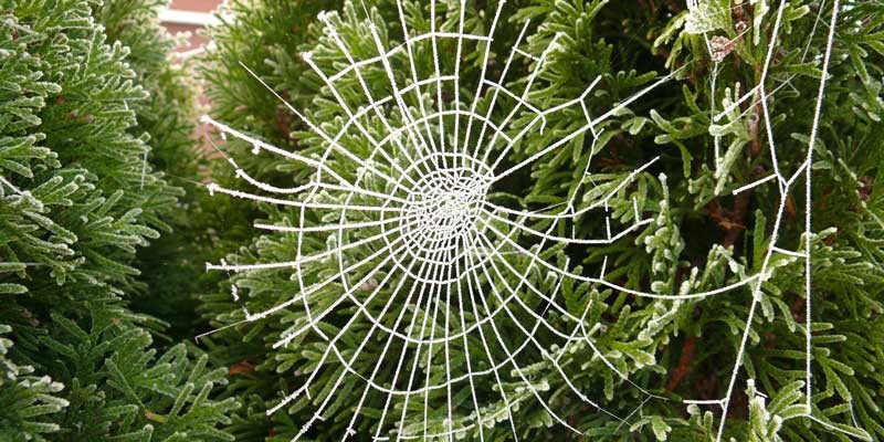 Decorate Christmas trees with cobwebs in Ukraine