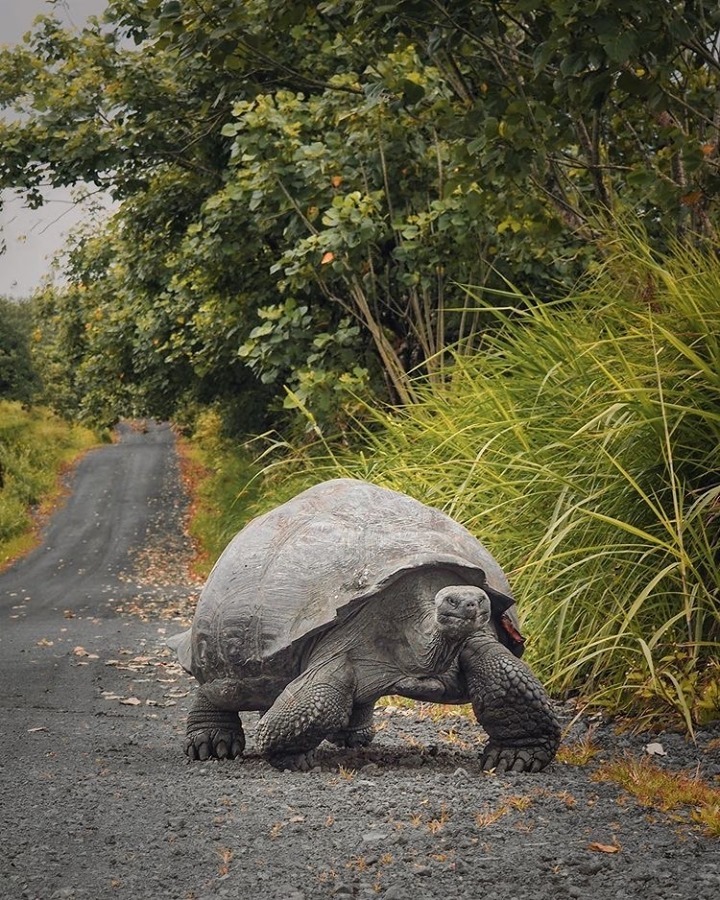wildlife in galapagos 