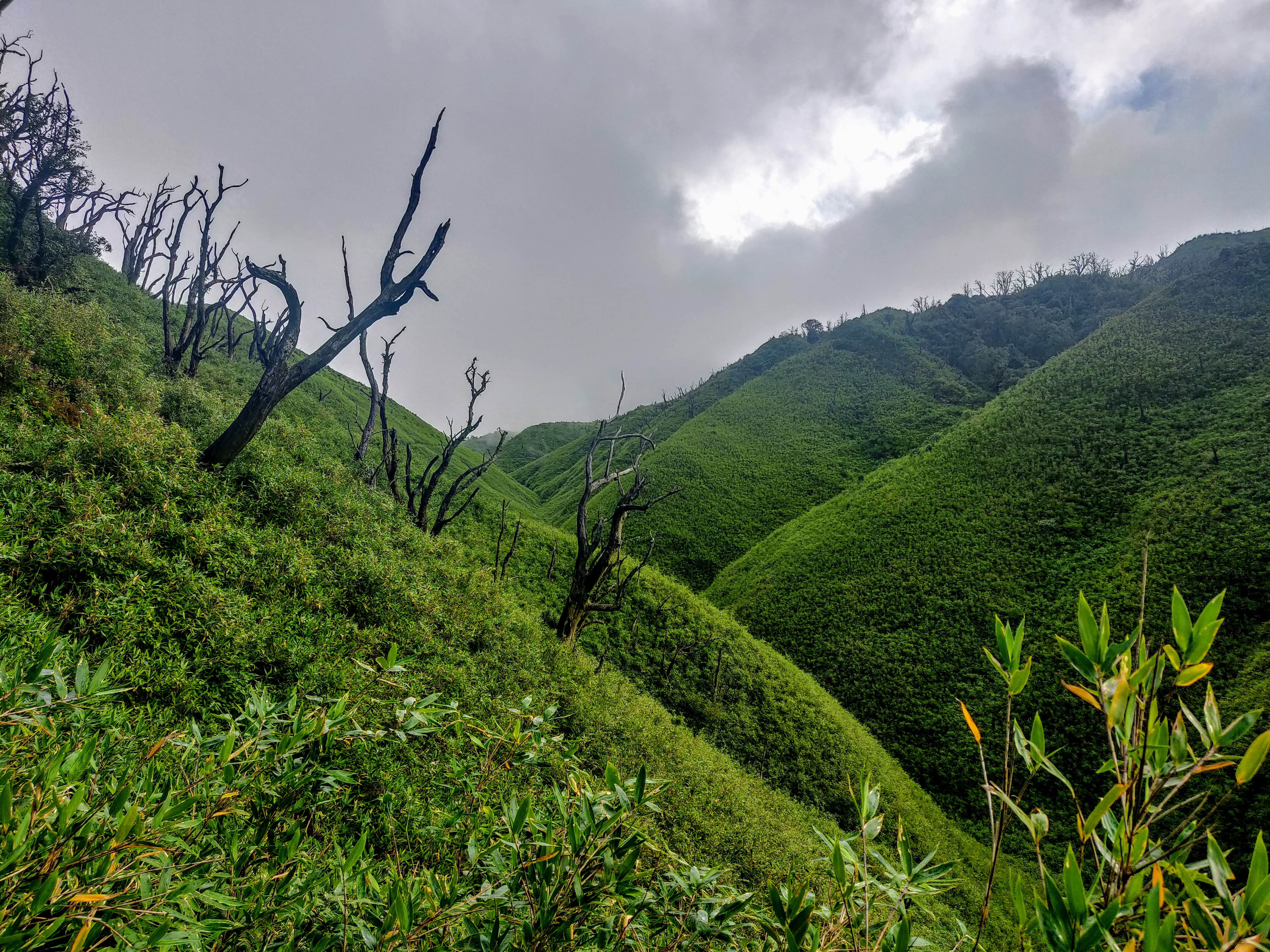 Dzukou Valley Nagaland