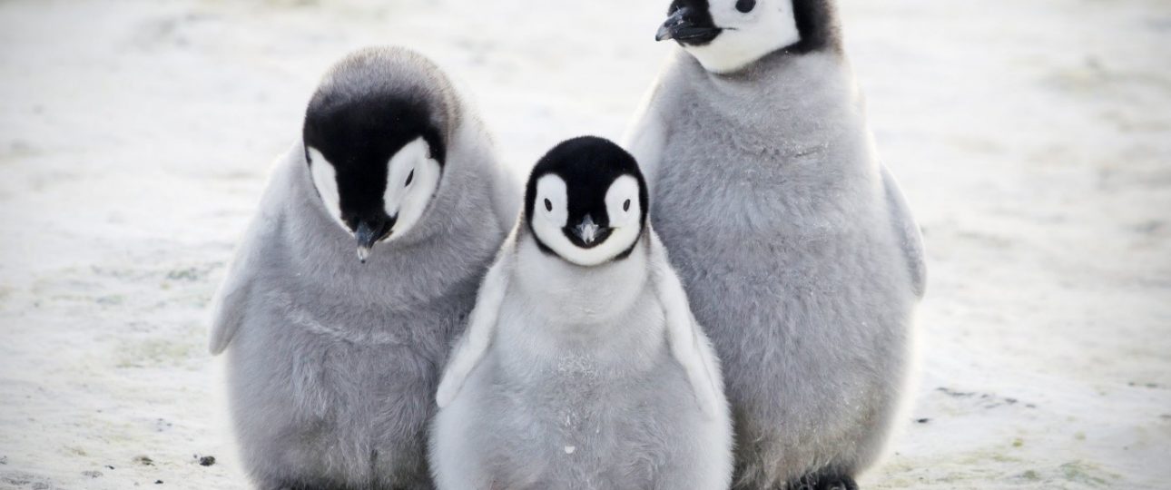 five places to see penguins