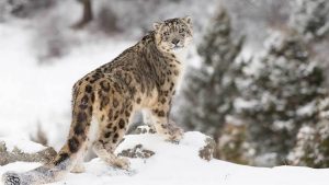 Ladakh shelters one of the rarest wild cats in the world: the snow leopard. 