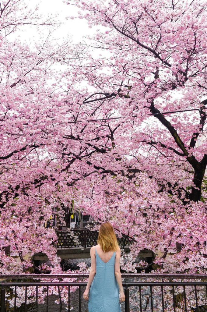 Japan Cherry Blossom Guide 2024 — This Life Of Travel